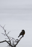 The early bird