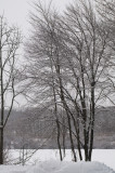 Stand of red maples