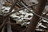 Fungus