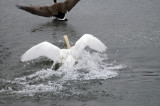 Its swan week