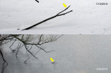 Canada Pond water level