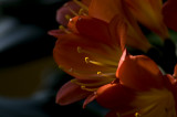 Clivia miniata