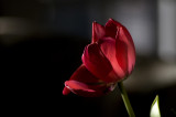 Lady in red