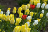 Tulips