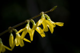 Forsythia