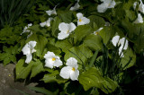 Trillium grandiflorum