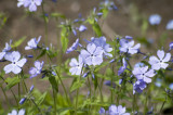 Forget-me-not