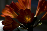 Clivia miniata