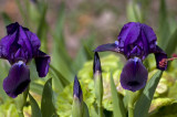 Iris
