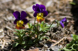 Pansies