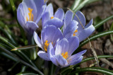 Crocus