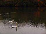 swan lake