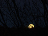 half moon