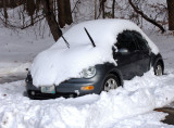 Snow Bug