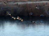 wild birds on the wing