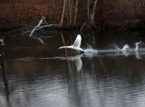 the swan-goose wars