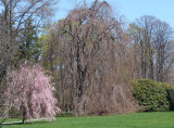 weeping European beech