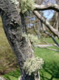 Franklin tree