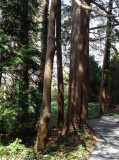 straight and narrow