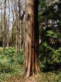 Japanese cedar