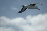 Copy of albatross at sea.2.jpg