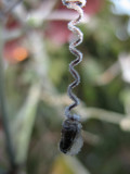 IMG_2762.JPG