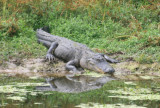 Gator.jpg