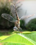 dragonfly.JPG