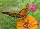 Butterfly7.JPG
