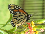Butterly & Aphids.JPG