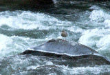 bird in the river