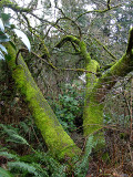 Only moss grows in western Washington on January 2, 2010