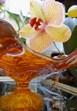 The orchid is blooming again!  Jan 3, 2010