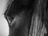 A horse's eye reflects his soul