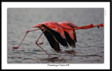 _G0G6695-Flamingo Take-Off.jpg
