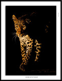 _G0G6411-Leopard Out of the Night.jpg