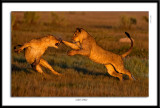 5878-Lions spray.jpg