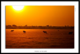 6899-Gemsbok Tau Pan Sunrise.jpg