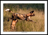 9568-Wild Dog The Hunt.jpg