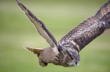 Eagle Owl