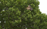 Indian Tawny Eagle Flying 286
