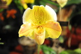 Golden Phal.JPG