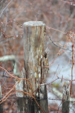 fence post.JPG