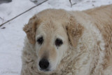 Pàˆàˆsiàˆinen2008-142.jpg