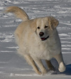 Pàˆàˆsiàˆinen2008-15.jpg