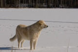 Pàˆàˆsiàˆinen2008-2.jpg