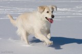 Pàˆàˆsiàˆinen2008-54.jpg