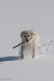 Pàˆàˆsiàˆinen2008-68.jpg