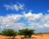 Two Trees Under a Summer Sky