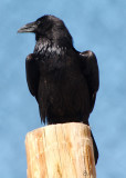 Old Raven.